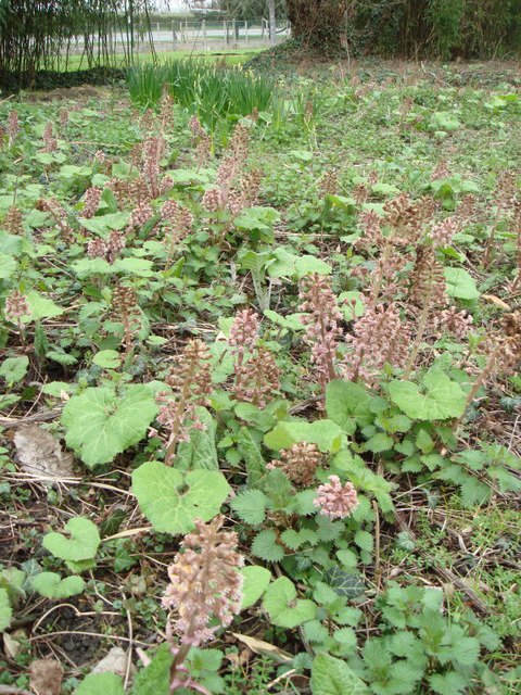 Petasites hybridus fleur